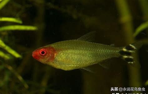 銀鳳魚|專注熱帶魚 